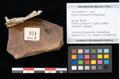 Foto (Objekt + Etikett) von Panicum diuscurorum Ettingshausen (NHMW-GEO-2024-0188-0374)